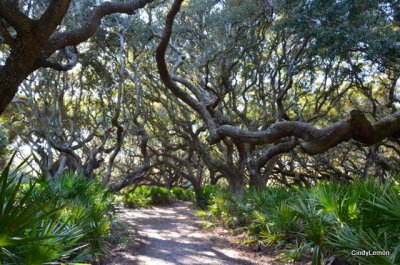 Walking Through the Old Forest