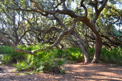 More Oaks and Palmettos