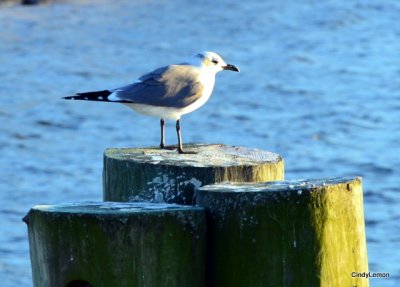 Bird on Piling