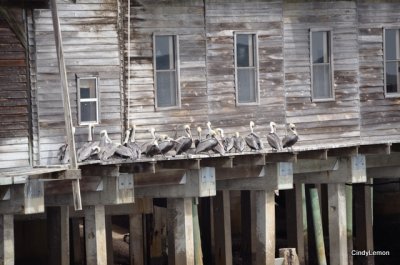 Cedar Key Florida 3 - Birds in Line