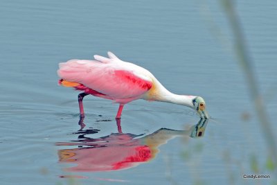 Merritt Island National Wildlife Refuge - Roseate Spoonbills - 2