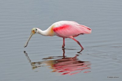 Roseate Spoonbills