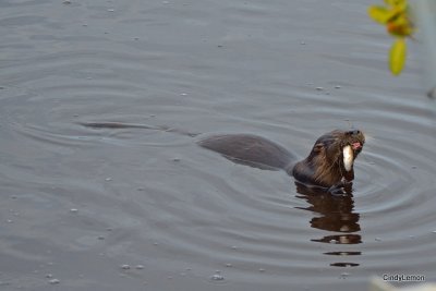 Merritt Island National Wildlife Refuge - Otters 2
