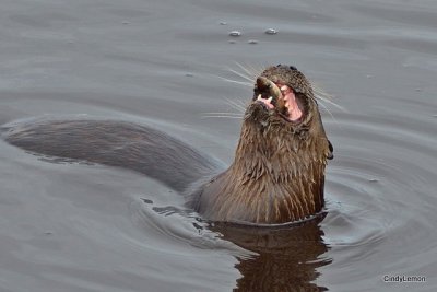 Merritt Island National Wildlife Refuge - Otters 3