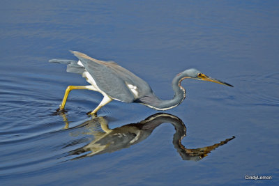 Tri-Colored Heron