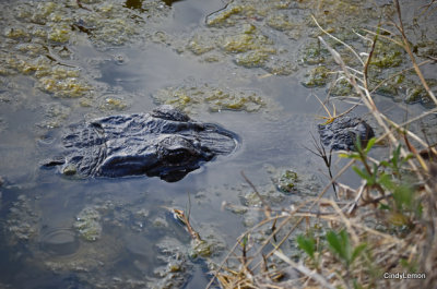 Merritt Island National Wildlife Refuge - Alligator 2