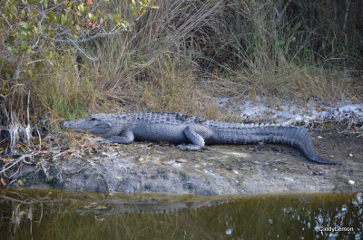 Merritt Island National Wildlife Refuge - Alligator 3