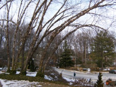 River birches with spectacular bark!