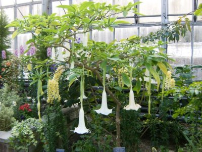 Devil's trumpet!