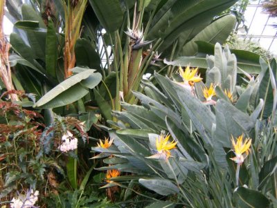Great tropicals in the conservatory!