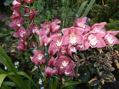 And great orchids!
