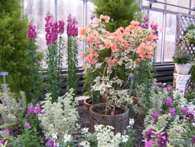 But the snapdragons were the best - 3' tall!