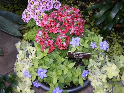 And there were pots with colorful annuals set around