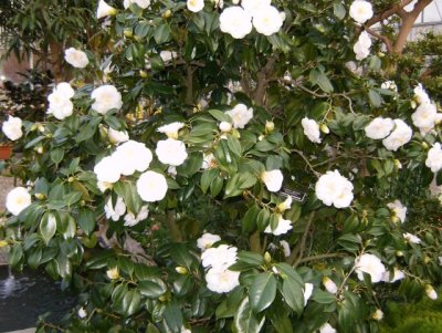 They had large potted camellias in bloom!