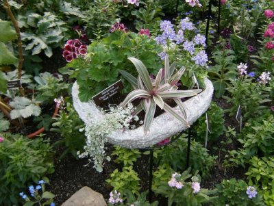 There are troughs with very interesting plant combinations