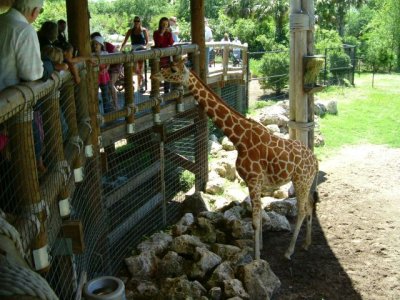 Giraffe baby!