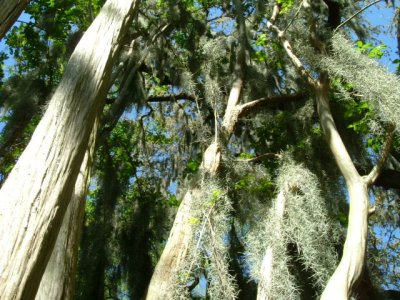 Crape Myrtle - ancient!!