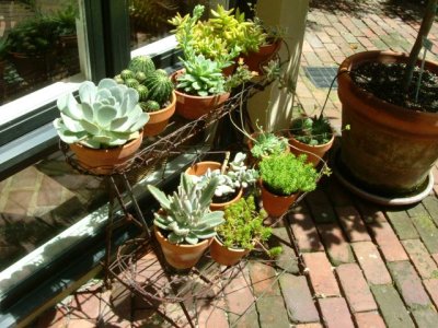 In the next garden; potted succulents