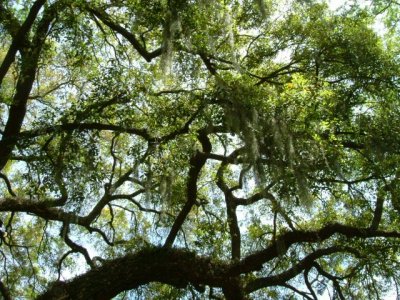 Could not get enough of the live oaks.....