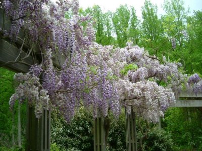 The double wisteria by the herb garden