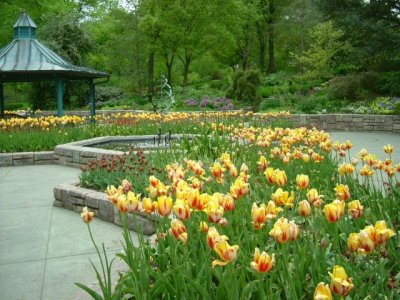 The tulips are past prime but still very enjoyable