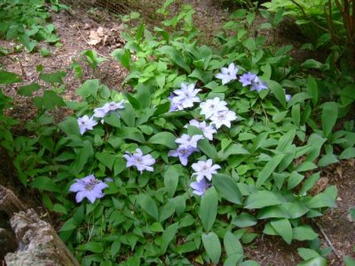 Brilliant blue clematis growing on the ground