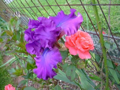 Great color combination -- purple iris and salmon rose