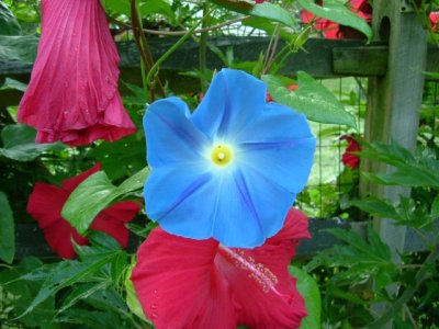 Hibiscus and morning glories