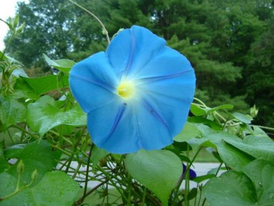 Apparently I just can't get enough of the morning glories....
