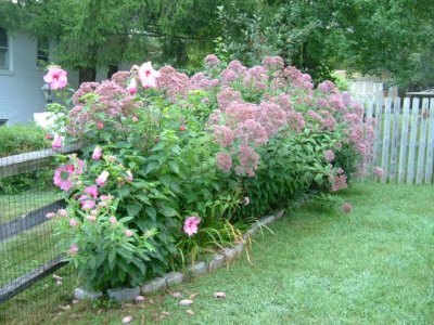 Swamp milkweed, hibiscus, Joe Pye Weed and 5 billion bumblebees