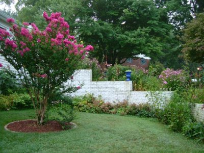 Crape myrtle is spectacular this year!