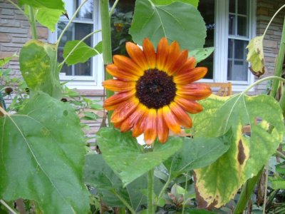 Another great sunflower