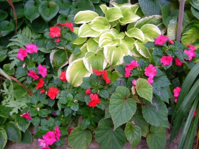 The impatiens provide such a punch of color!