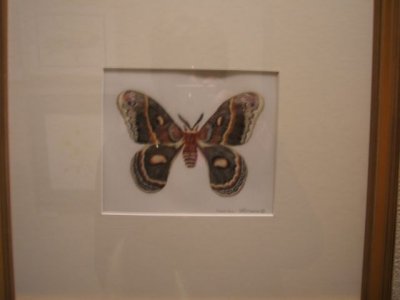 Out of focus, but this is a watercolor of a moth, just delightful!
