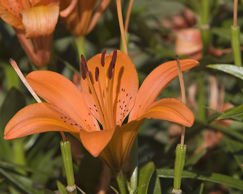 Tiger Lily