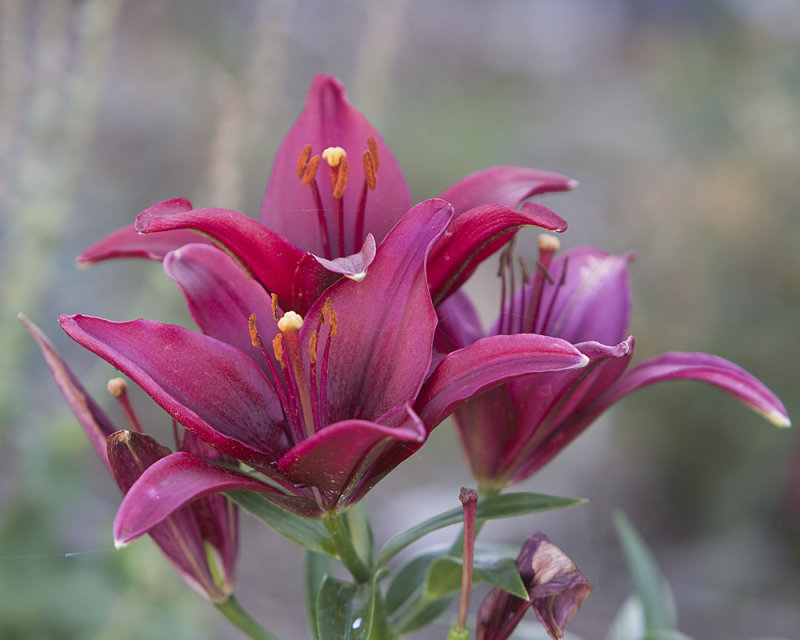 Lilies Of A Different Color