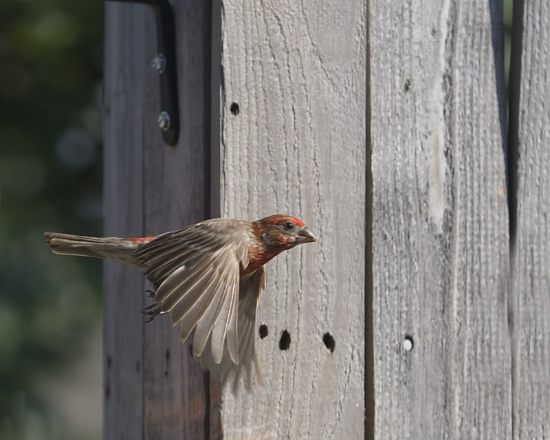 Red House Finch In Flight