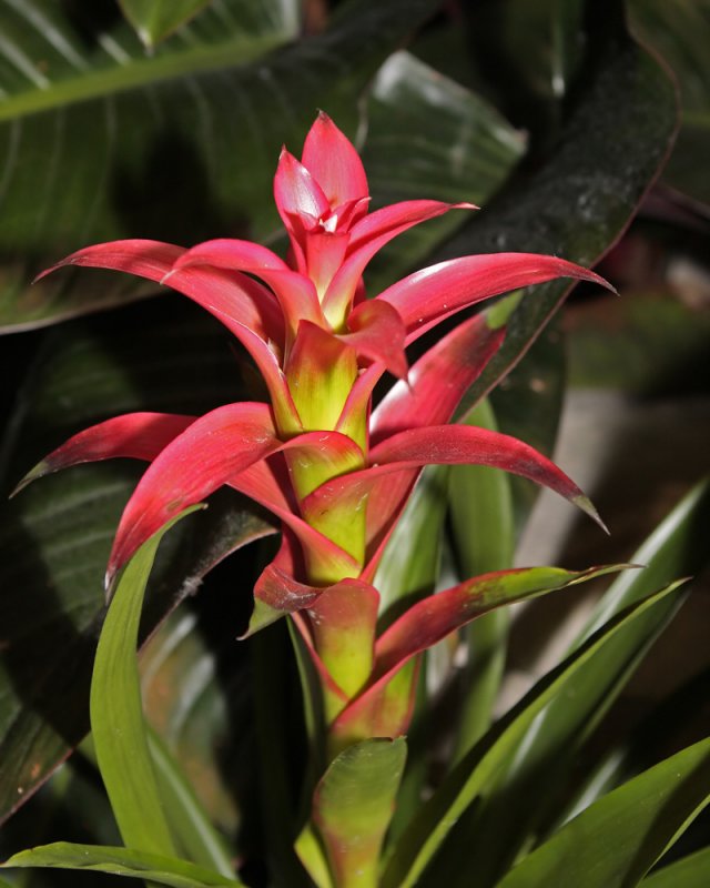 Red Bromeliad