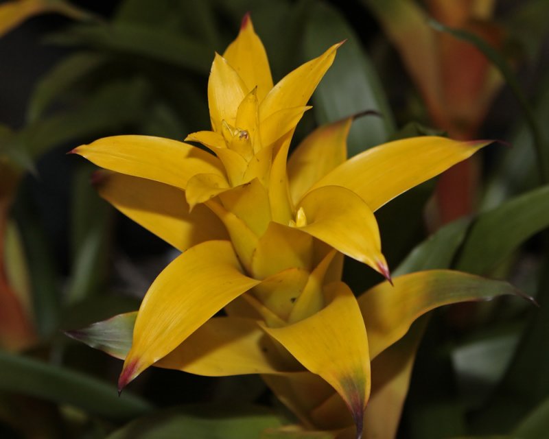 Yellow Bromeliad