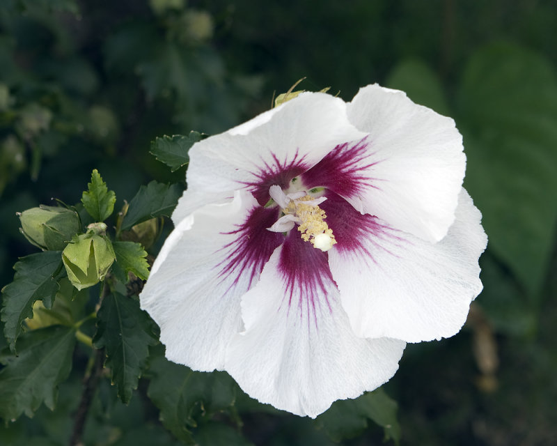 Rose of Sharon With Buds
