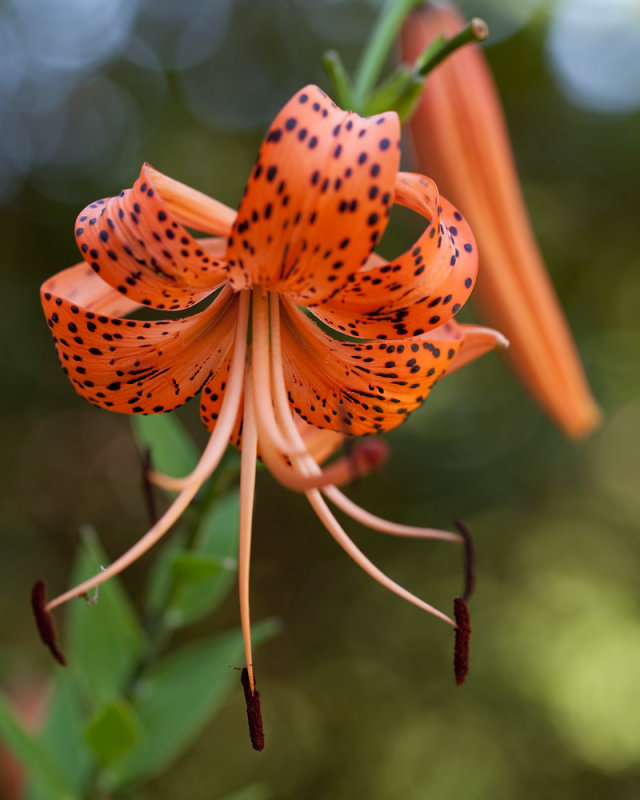 Orange Day Lily
