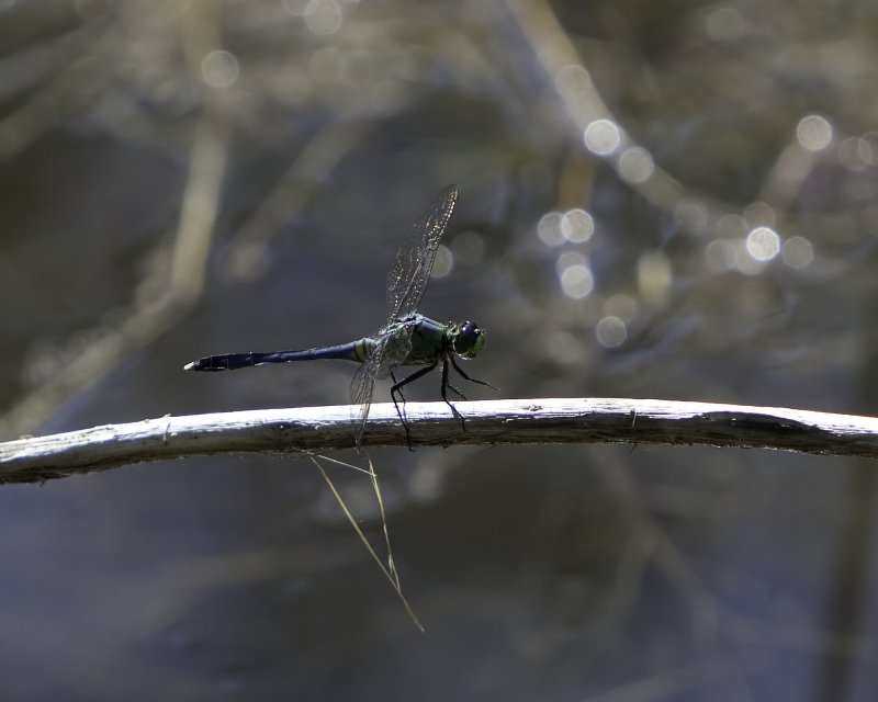 Eastern Pondhawk Dragonfly