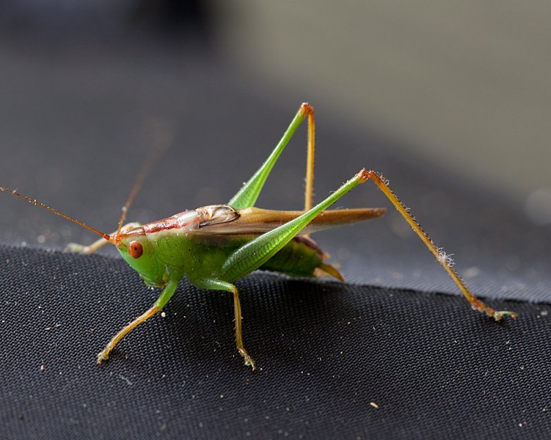 Green Grasshopper