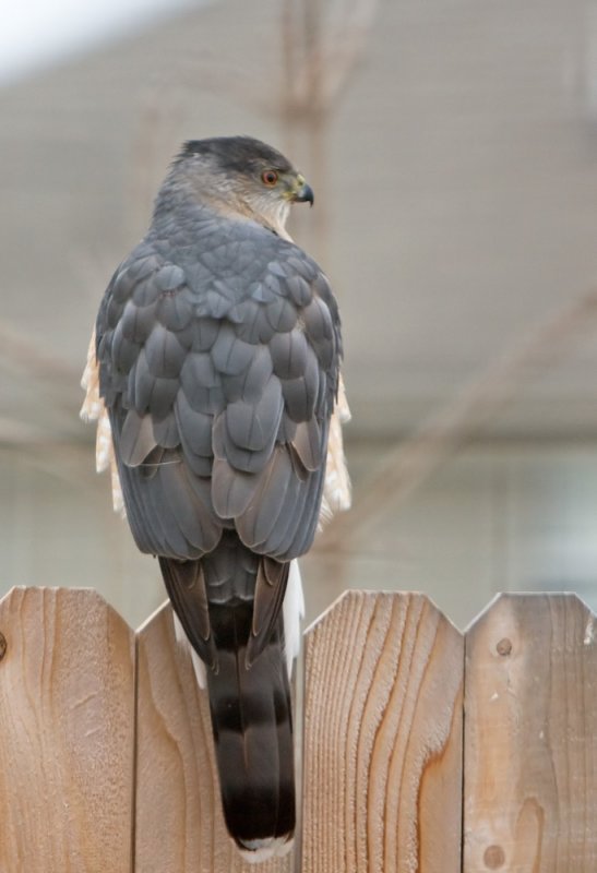 Backyard Hawk