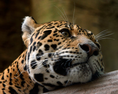 My Favorite Jaguar