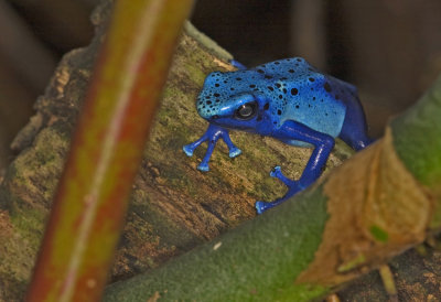 Blue Tree Frog - 2