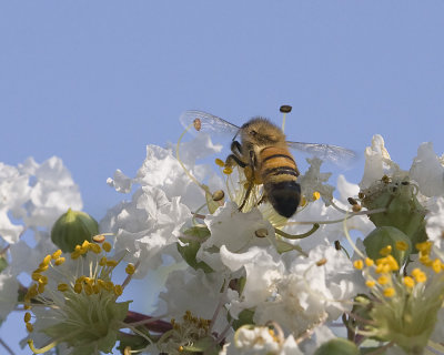 Bee Hind