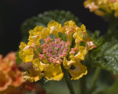 Floral Sponge