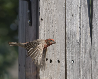 Red House Finch In Flight