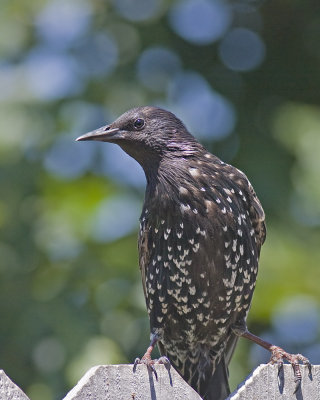 Starling On Fence